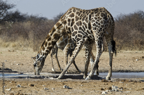 Giraffes 3 - Etosha National Park - Namibia