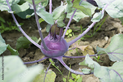 A violet kohlrabi growing in the field. photo