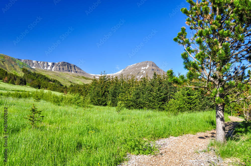Obraz premium Stunning Icelandic summer landscape with a beautiful hiking trail in the Esja mountain range, 10 km north of Reykjavik, the capital of iceland. Sunny day and flourishing landscape. Southwest Iceland.