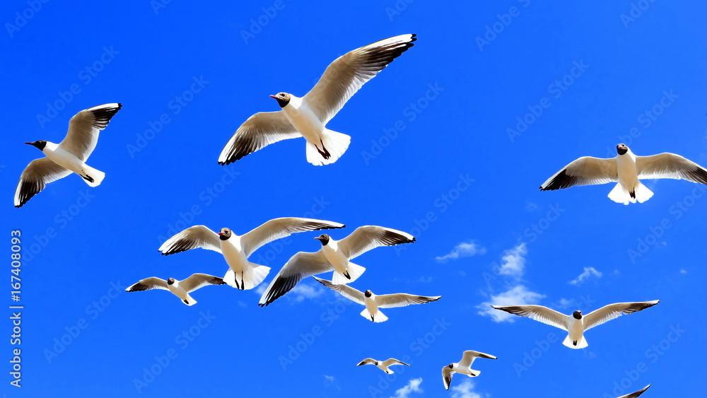 Obraz premium Schwarm von Lachmöwen fliegt am blauen Himmel