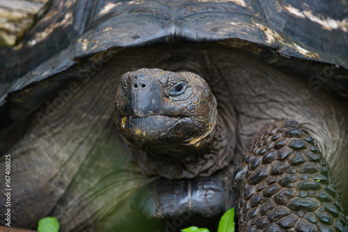 Giant tortoise