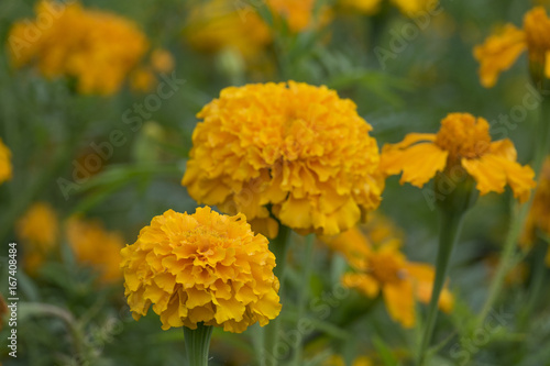 French marigold - Tagetes patula  - in the garden