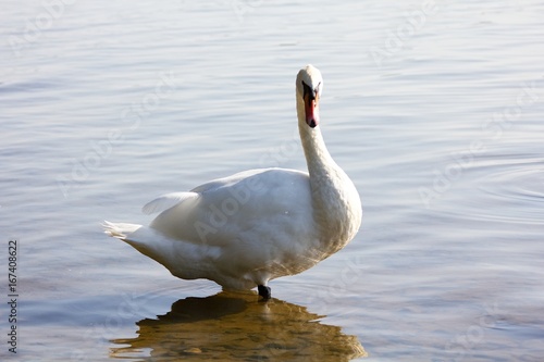 Swan