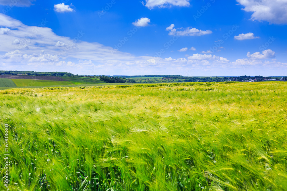 Fototapeta premium Green fields of rye. Blue sky with cumulus clouds. Magic summertime landscape. Concept theme: Agriculture. Nature. Climate. Ecology. Food production.