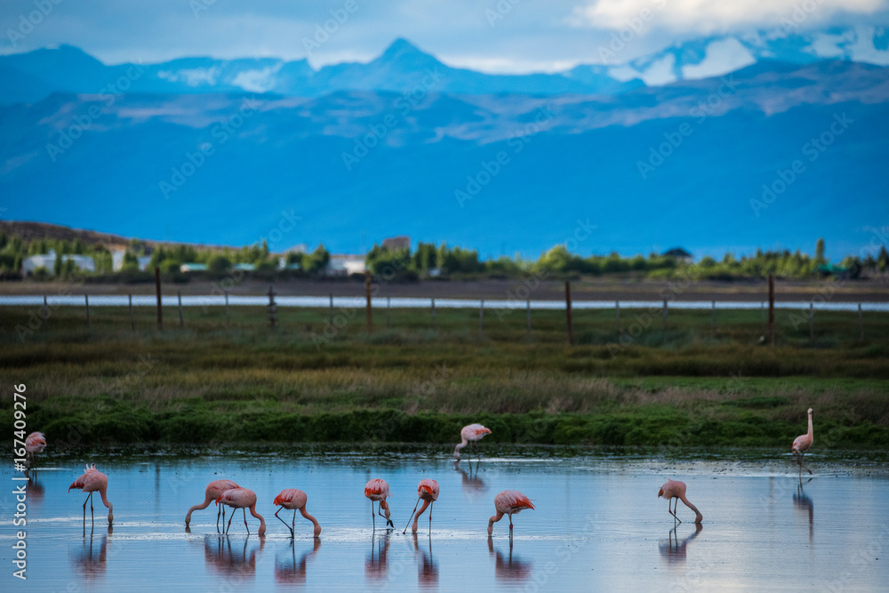 A flock of pink flamingos leaned toward the water. Shevelev.