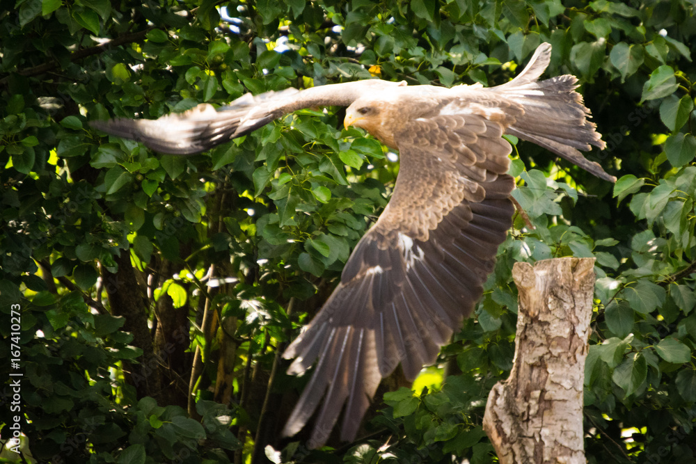 Fototapeta premium yellow-billed kite