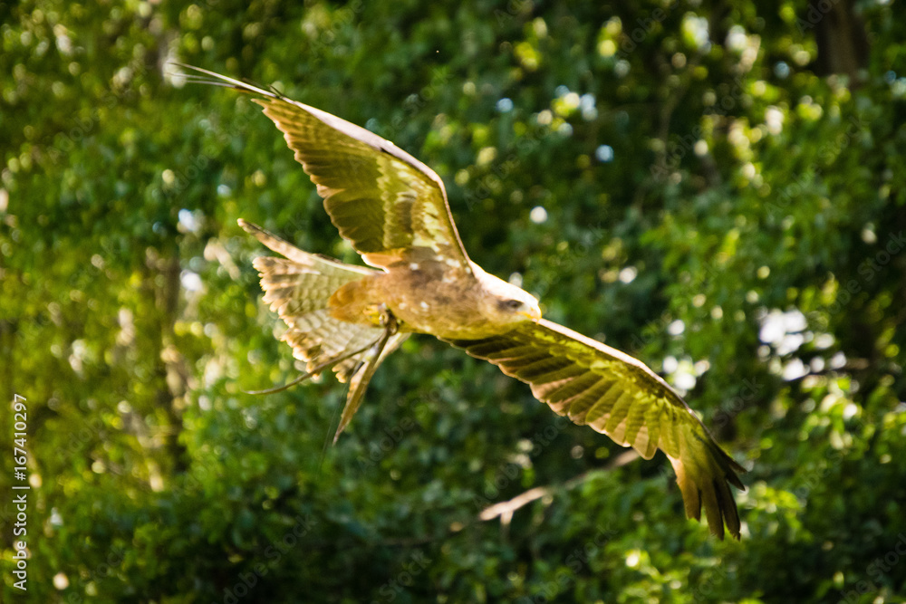 yellow-billed kite yellow-billed kite