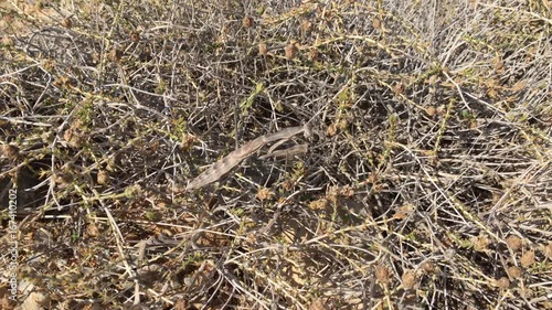 Gottesanbeterin zwischen Gestrüpp; Natur, Tierwelt 