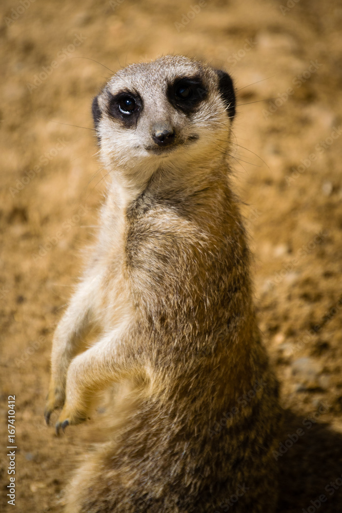 Meerkat Meerkat