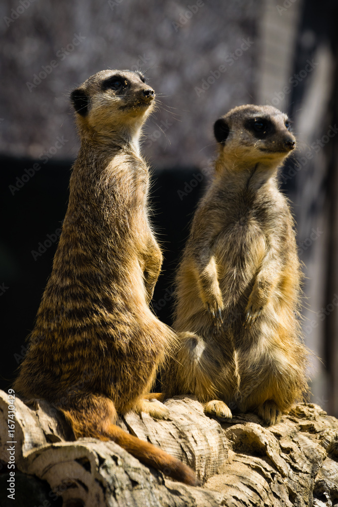 Meerkats Meerkats