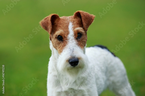 Dog breed Fox terrier
