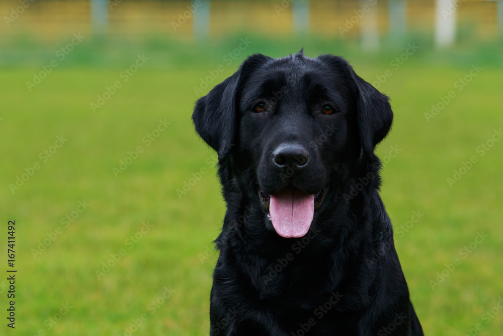 dog breed Labrador