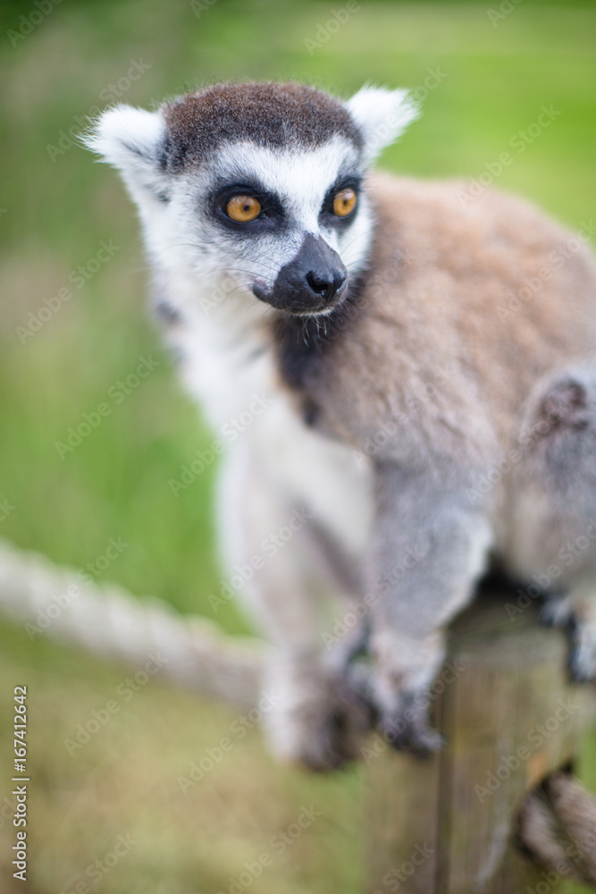 Fototapeta premium Lemur