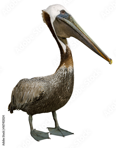 Brown Pelican