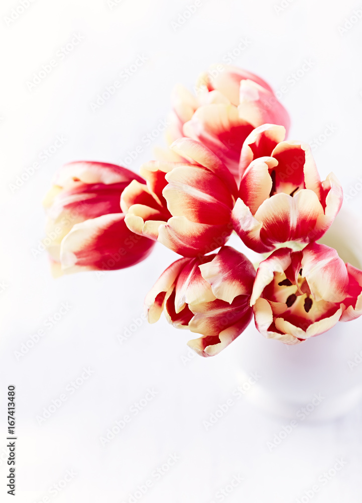 Spring Tulips Spring Tulips