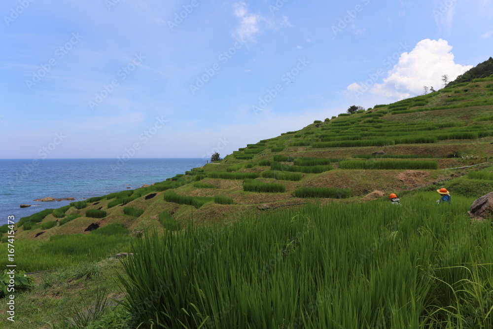 Fototapeta premium 能登半島 白米千枚田