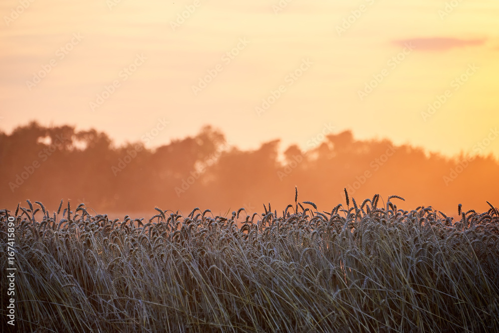 wheat field in sunset before harvest wheat field in sunset before harvest