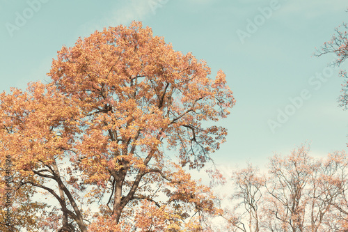 Autumn yellow tree branches with foliage on blue sky  retro toned