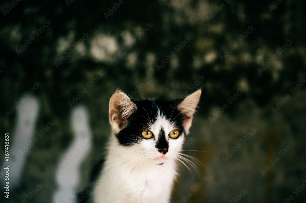 Closeup portrait of homeless black white lovely cat in primal cave on abstract baground.  Kitty looking at camera. Lonely abandoned hungry animal outdoor. Furry Pet eyes, ears, whisker, nose.