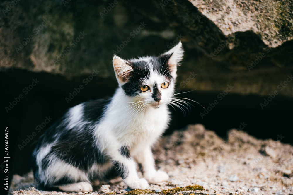 Obraz premium Lovely newborn homeless poor kitten sitting under city bridge and looking for home, food and owner. Unhealthy fleasy cat outdoor looking around. Black white spotted pet. Hyngry lonely left animal .