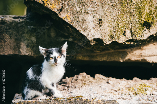 Lovely newborn homeless poor kitten sitting under city bridge and looking for home, food and owner.  Unhealthy fleasy cat outdoor looking around. Black white spotted pet. Hyngry lonely left animal . photo