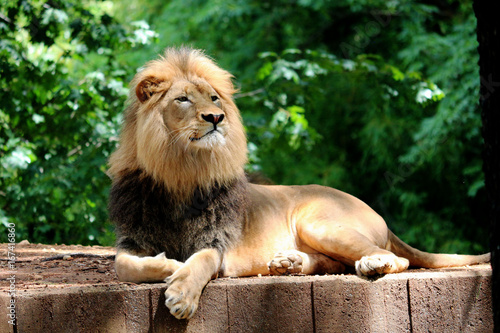 Proud Lion Laying in front of Trees 