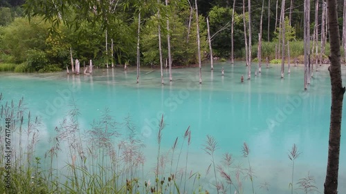 青い池 天気雨 / 美瑛町 北海道 photo