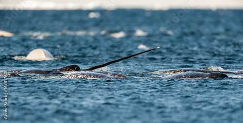 Pod of narwhals feeding at the surface, Lancaster Sound, Baffin Island, Canada.