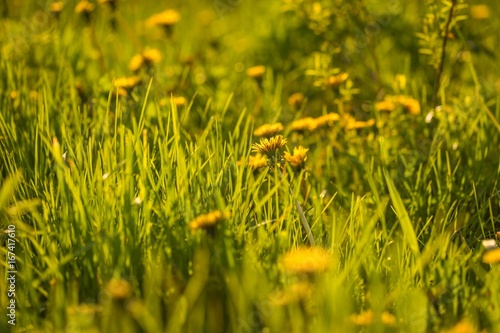 Beautiful yellow dandelions blooming in springtime