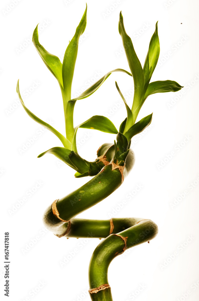 lucky green bamboo lucky green bamboo