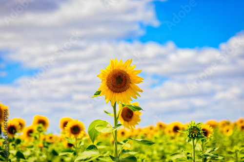 Sunflowers in Bordeaux