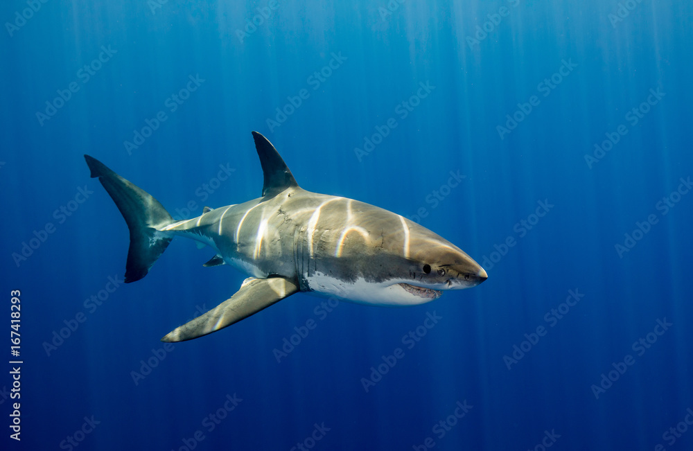 Obraz premium Great white shark underwater view, Guadalupe island, Mexico.