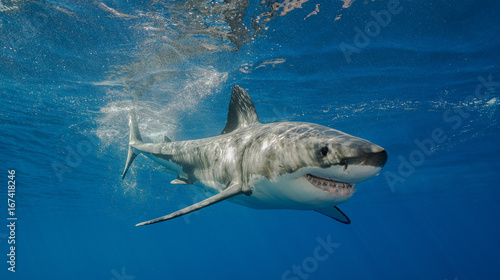 Obraz na płótnie Great white shark underwater view, Guadalupe island, Mexico.