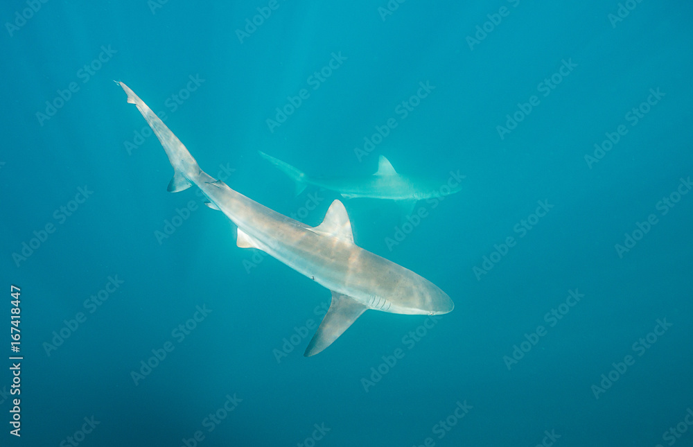 Fototapeta premium Two bronze whaler sharks swimming near the surface, image was taken during the sardine run, east coast of South Africa.