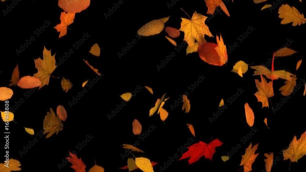 Autumn Fall of Leaves Mixed Autumn Fall of Leaves Mixed