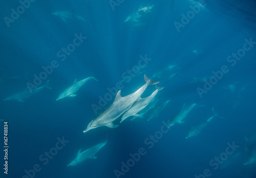 Bottle nosed dolphins during the sardine run, east coast South Africa.