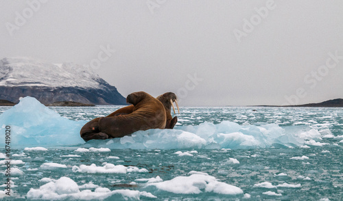 Walruses resting on floating ice in a fjord on the east coast of Greenland.