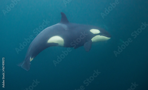 Underwater view of killer whales, Norway. © wildestanimal