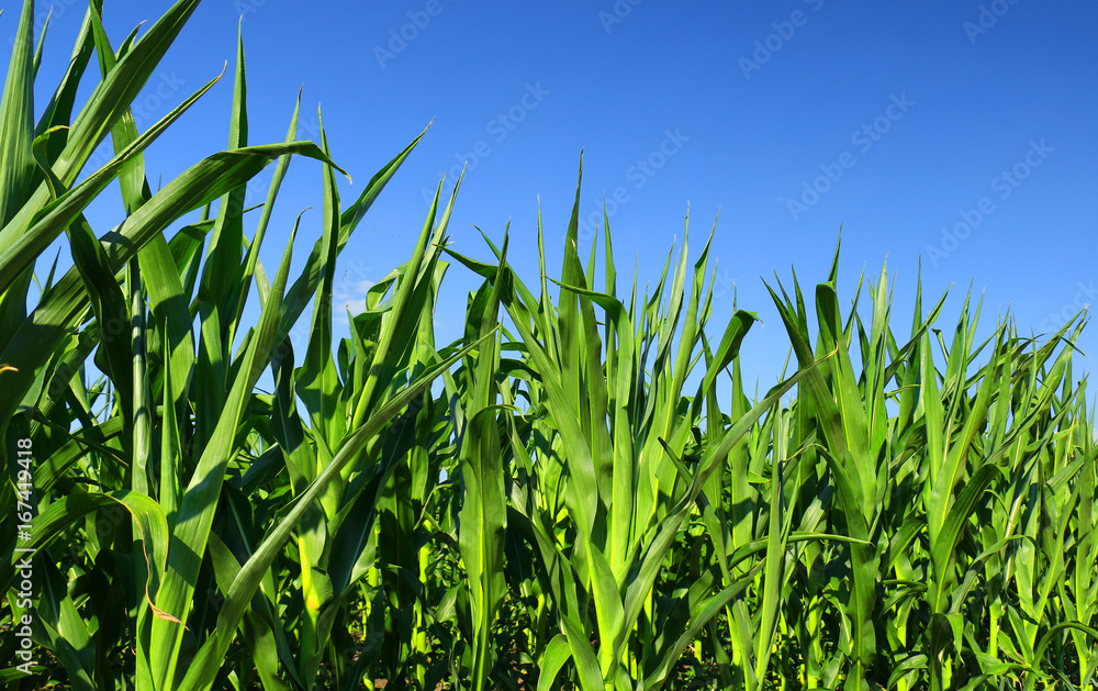 Cornfield Cornfield