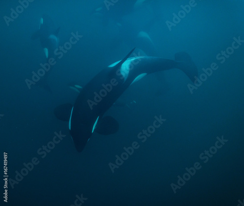 Underwater view of killer whales  Norway.