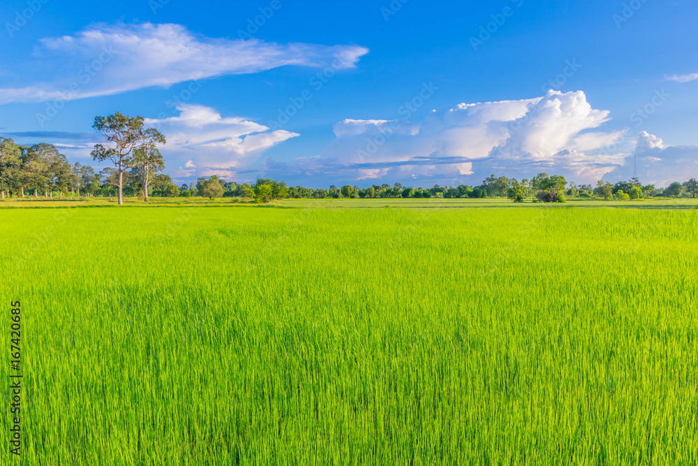 Abstract soft focus semi silhouette green paddy rice field with the beautiful sky and cloud in Thailand.
