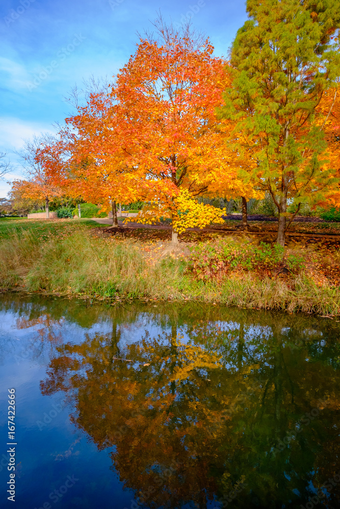 orange maple tree with reflection