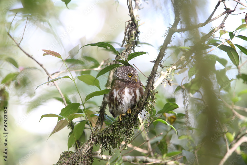 Sumatran Collared Owlet (Glaucidium brodiei) in Mt.Kerinci, Sumatra, Indonesia Sumatran Collared Owlet (Glaucidium brodiei) in Mt.Kerinci, Sumatra, Indonesia