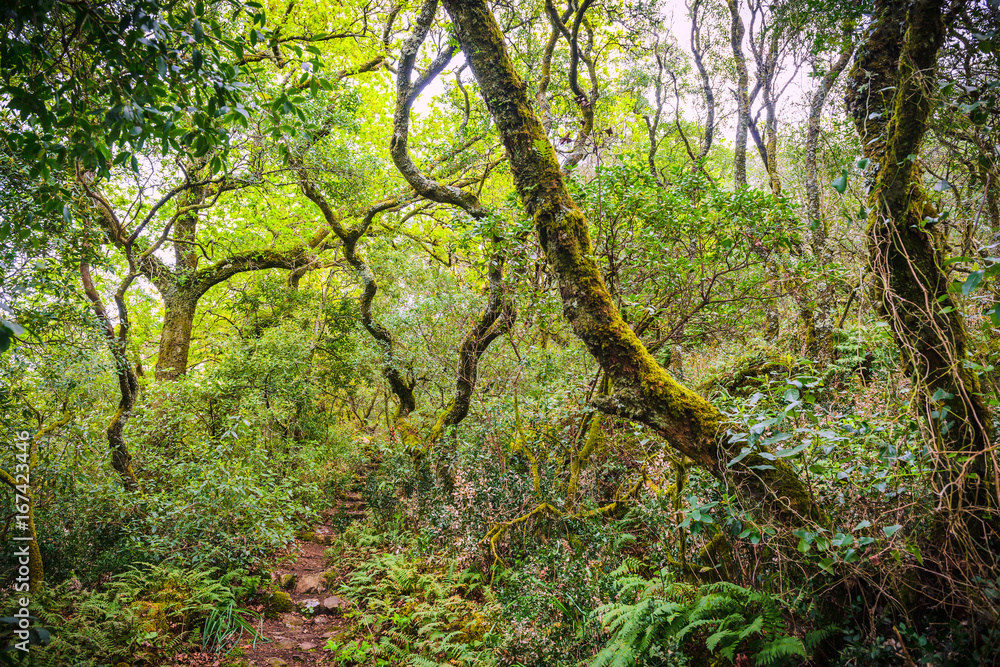 Mysterious forest of Bussaco. Coimbra. Portugal Mysterious forest of Bussaco. Coimbra. Portugal