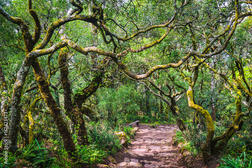 Mysterious forest of Bussaco. Coimbra. Portugal