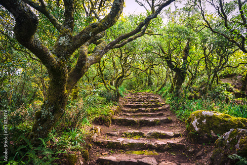 Mysterious forest of Bussaco. Coimbra. Portugal