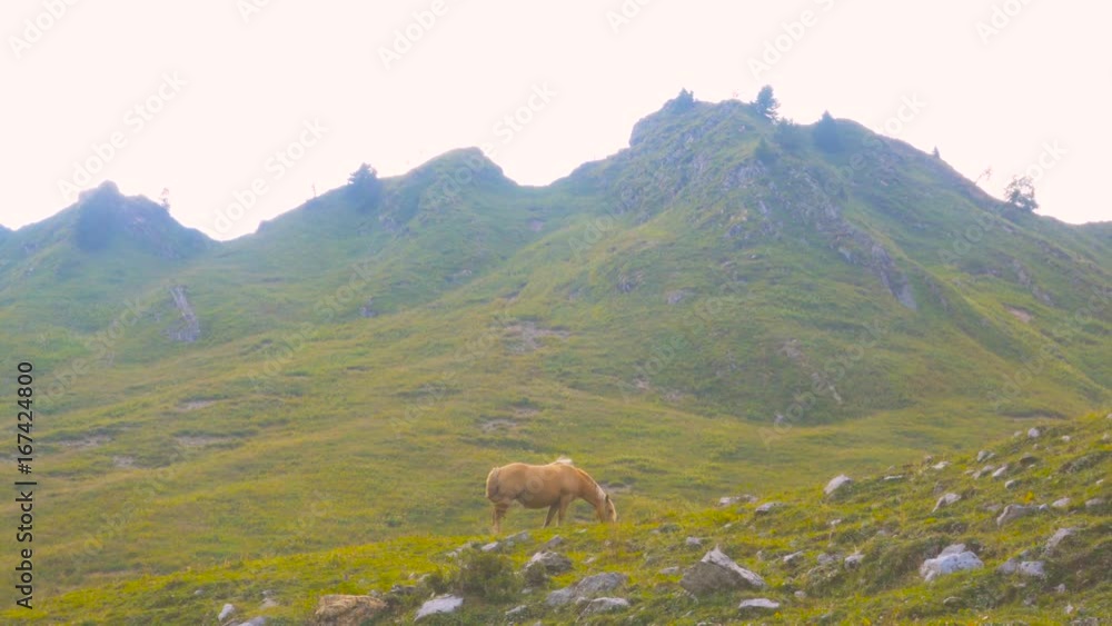 Mountain landscape with grazing wild horse Mountain landscape with grazing wild horse