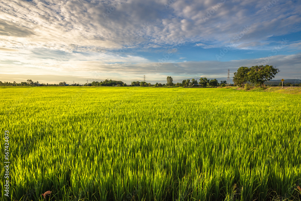 Evening Rice Field Evening Rice Field