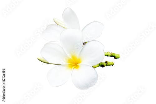 Frangipani flower isolated on white