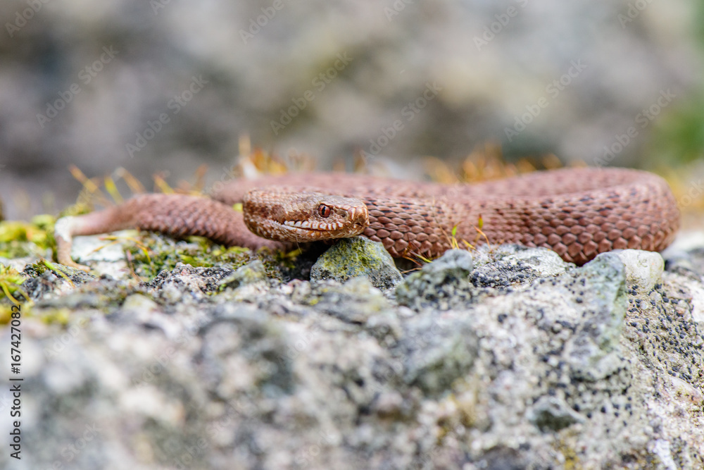 Fototapeta premium male common european viper basking on wood stump ( Vipera berus )